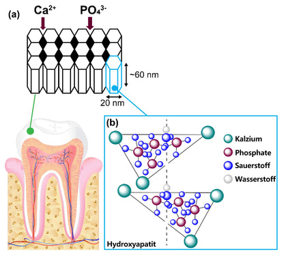 Blitzangebot 😍 – Nicht verpassen! – ODEIUN™ Mineralpulver zur Zahnreparatur 🦷 (von der BZÄK empfohlen) 👩‍⚕️