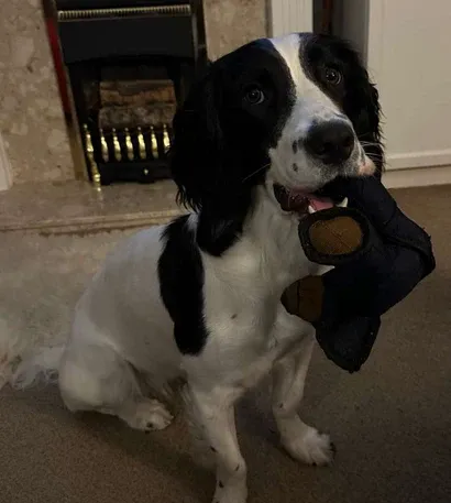 2025 Neue Unbreak-Bear™ für starke Kauer