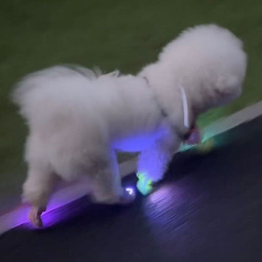 Lassen Sie Ihren Hund im Dunkeln auffallen – Helle LED-Clip-On-Schuhlichter
